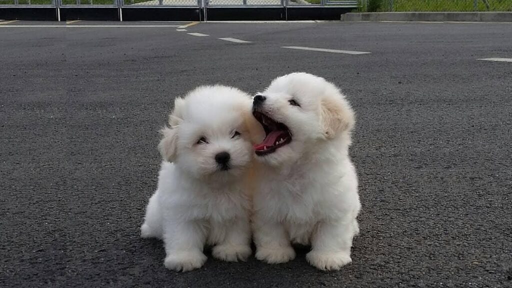 Best Teacup Puppies for Sale Fashion Era Online